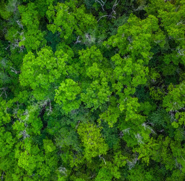 森林投資の魅力
