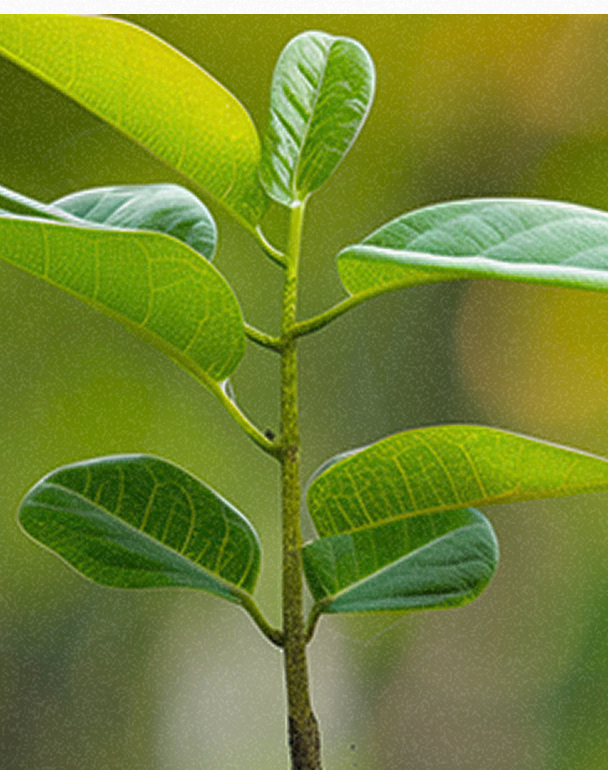 カーボンクレジットを知る